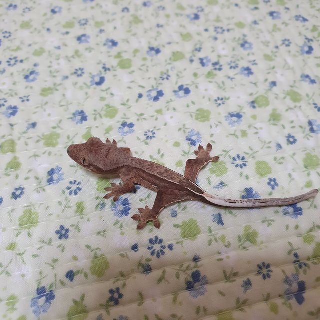 세이블 팬텀