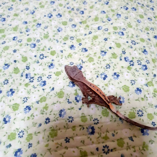 세이블