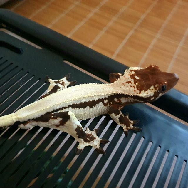 릴리 세이블