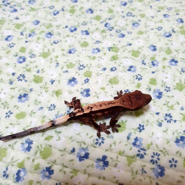 세이블