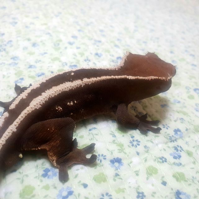 세이블
