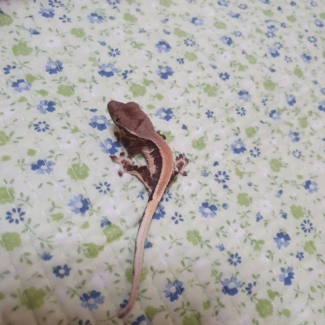 릴리 세이블 솔리드백