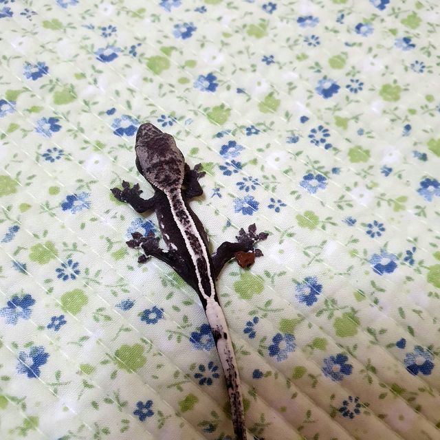 아잔틱