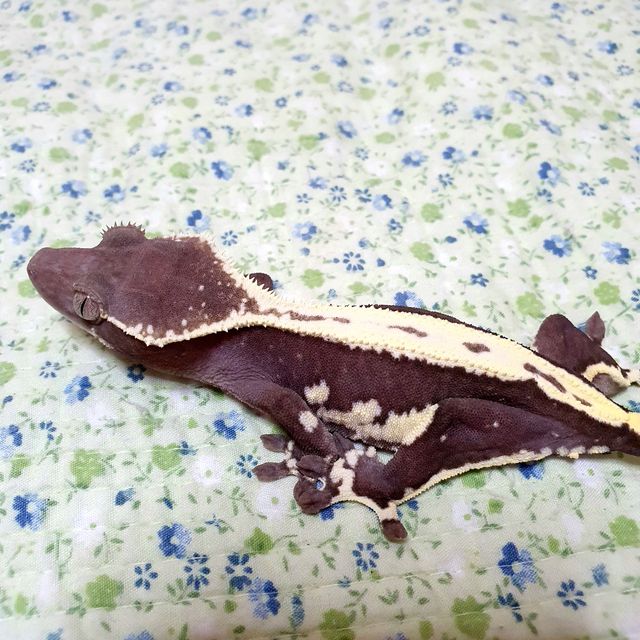 릴잔틱