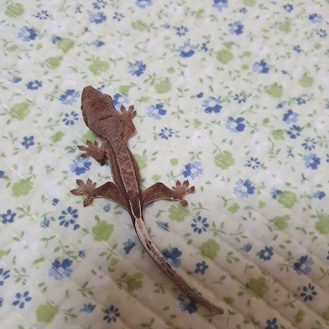 세이블 팬텀