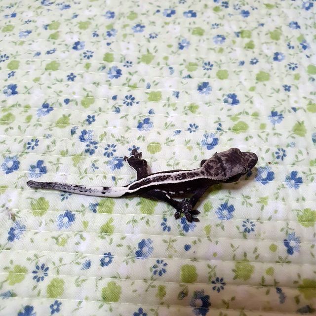 아잔틱