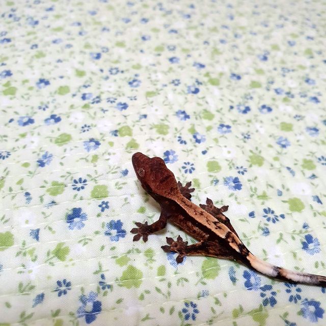 세이블