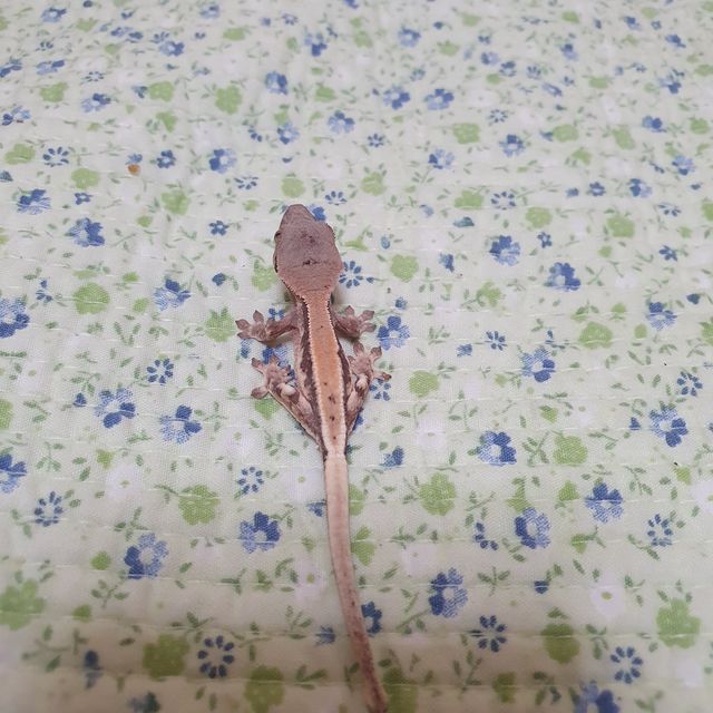 릴리 세이블