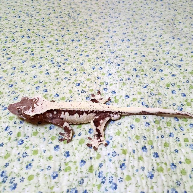 릴리 세이블