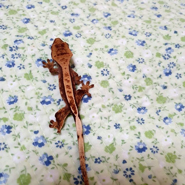 세이블