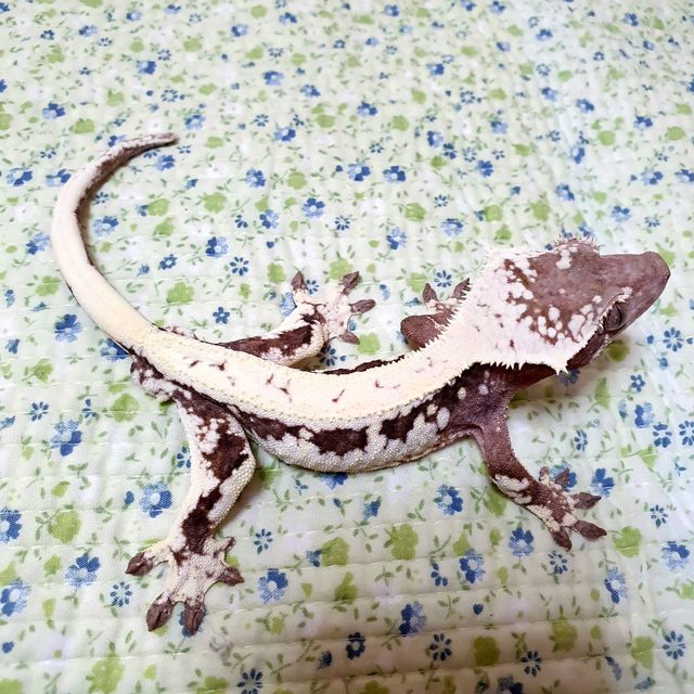 릴리 세이블