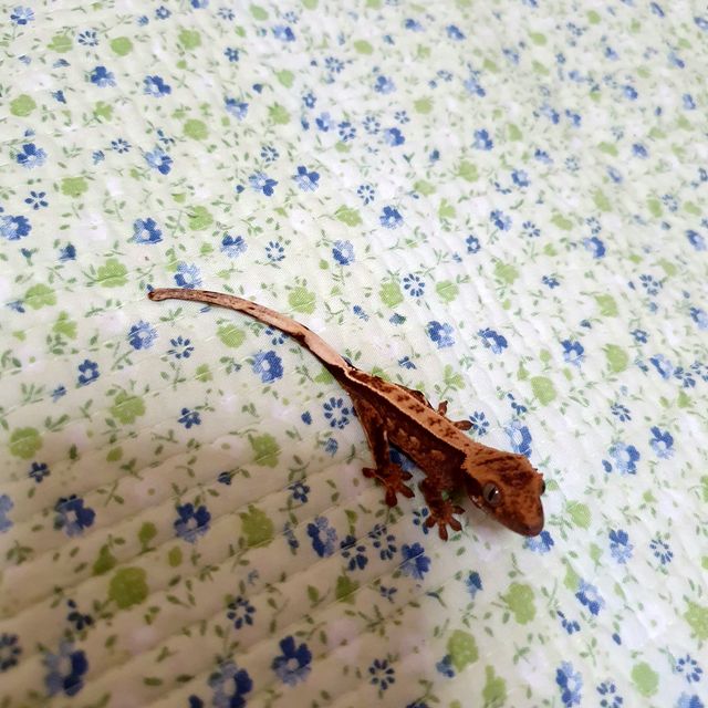 세이블