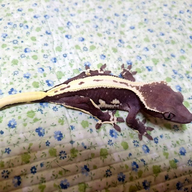 릴잔틱