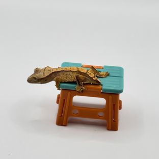 꼬짤