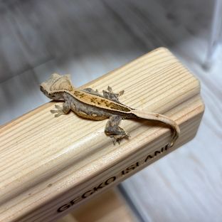 머니