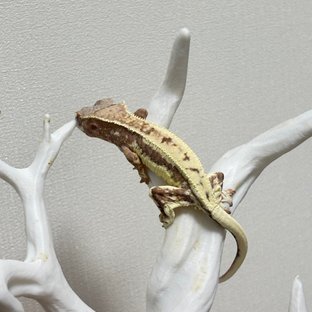 프라푸치노 릴리화이트 노멀 옐로우