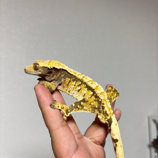 노멀 트라이 익스트림할리퀸