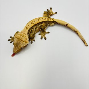 노멀 트라이 익스트림할리퀸