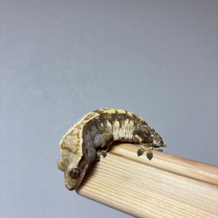 노멀 트라이 익스트림할리퀸