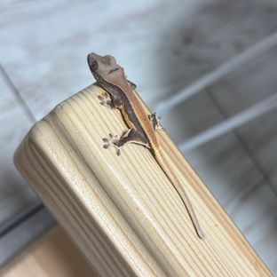 고구마LW