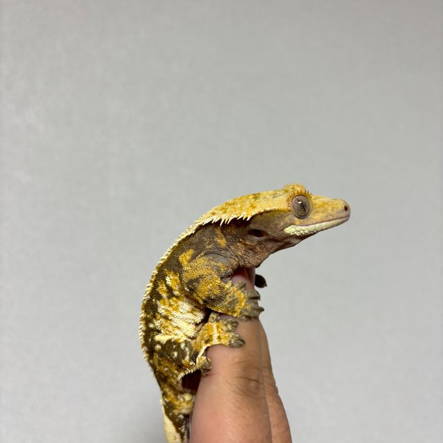 노멀 트라이 익스트림할리퀸