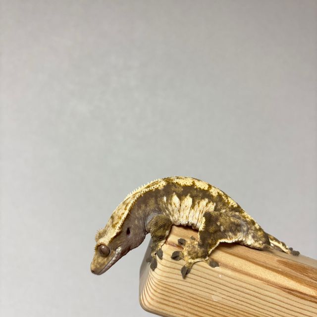 익스트림할리퀸 트라이