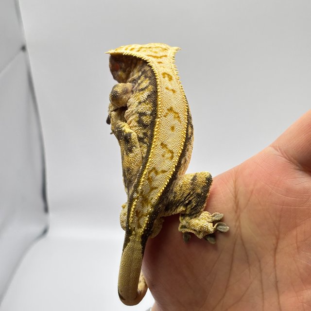 노멀 트라이 익스트림할리퀸