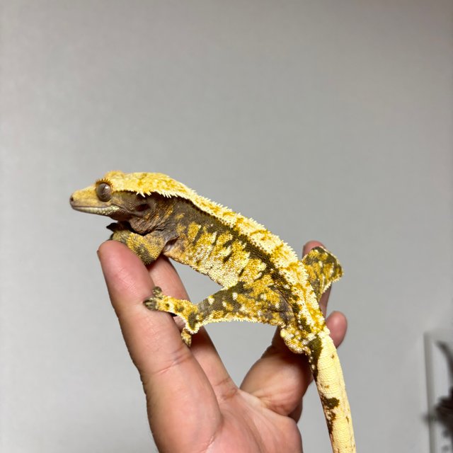 노멀 트라이 익스트림할리퀸