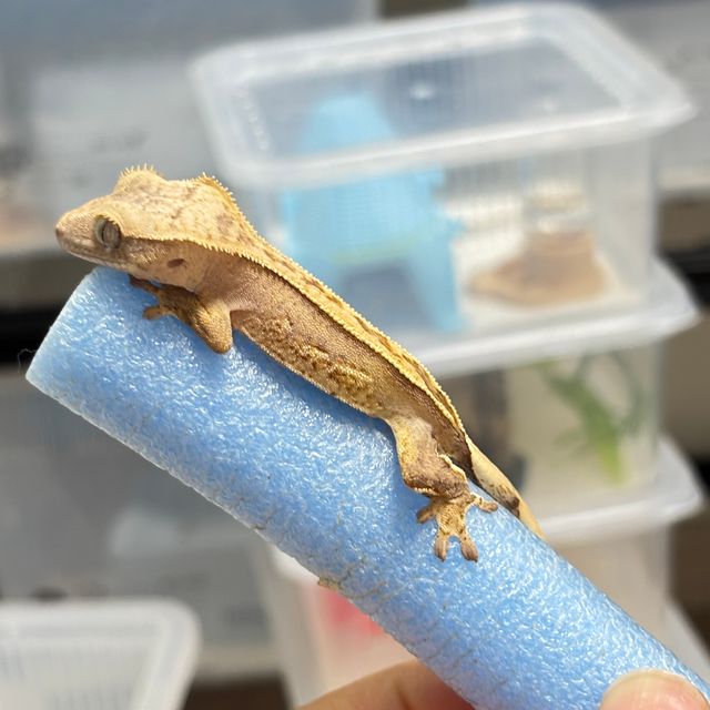 옐로우 크림시클 크림 노멀