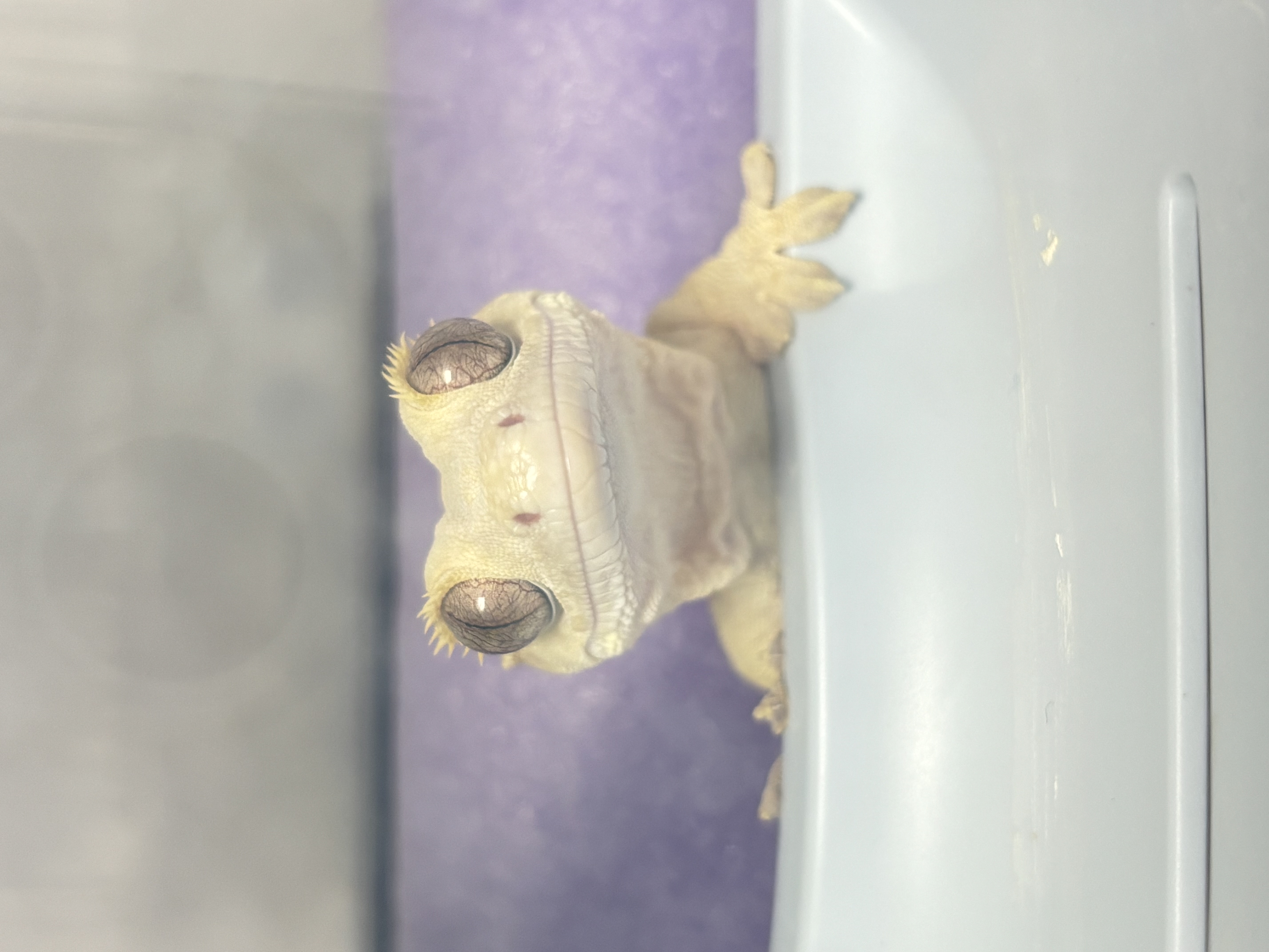 못말리는크레집사