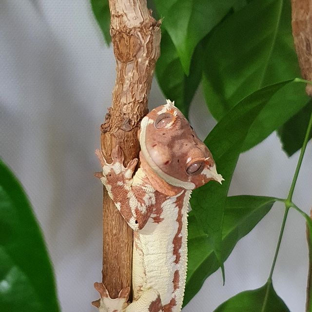 크림 프라푸치노