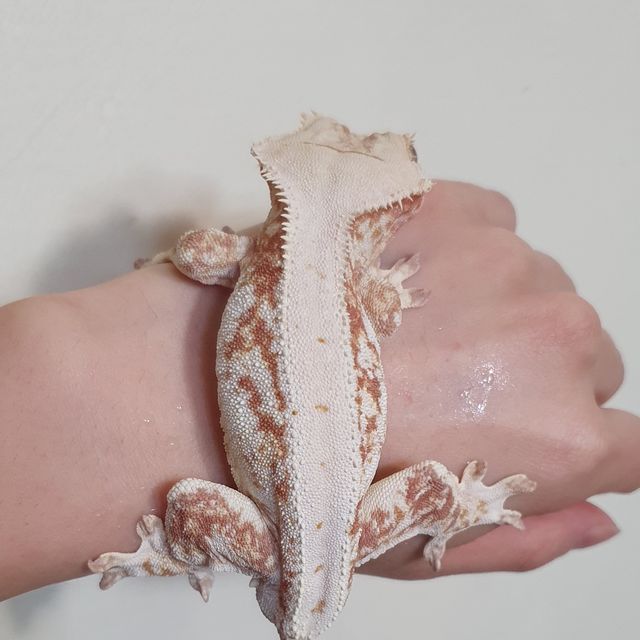 레드 릴리화이트