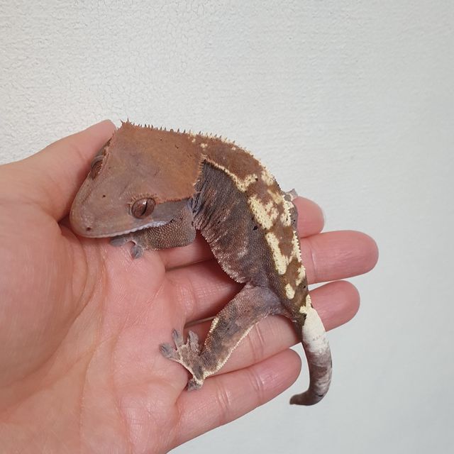 카푸치노