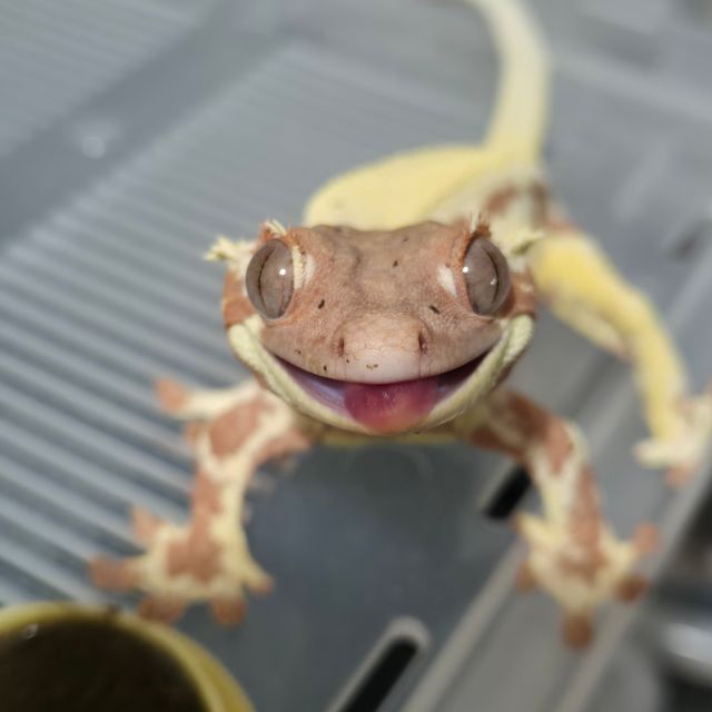 크림 프라푸치노