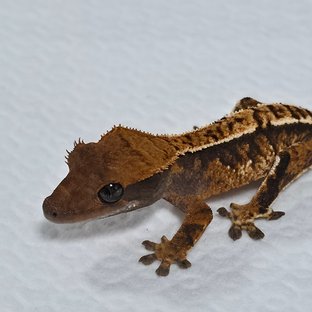 트라이 익스트림할리퀸 텐저린