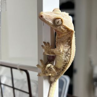 우유