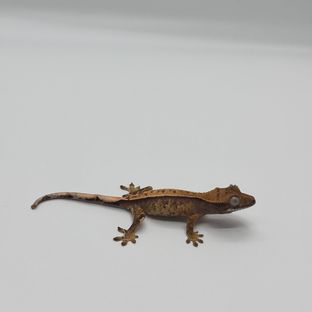 베르