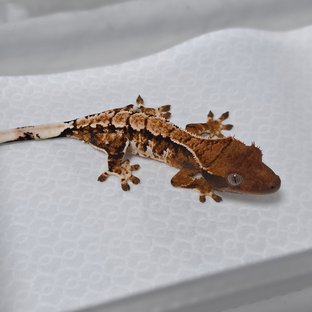 텐저린 트라이 익스트림할리퀸