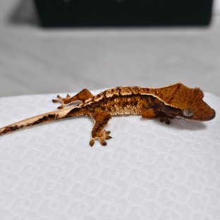 텐저린 트라이 익스트림할리퀸