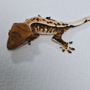 텐저린 트라이 익스트림할리퀸