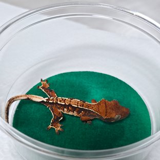 텐저린 트라이 익스트림할리퀸