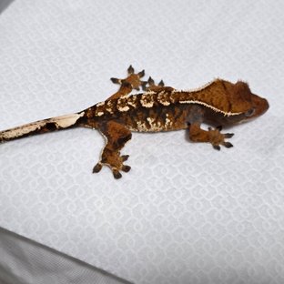 텐저린 트라이 익스트림할리퀸