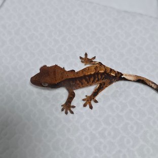 카푸치노 100%헷아잔틱