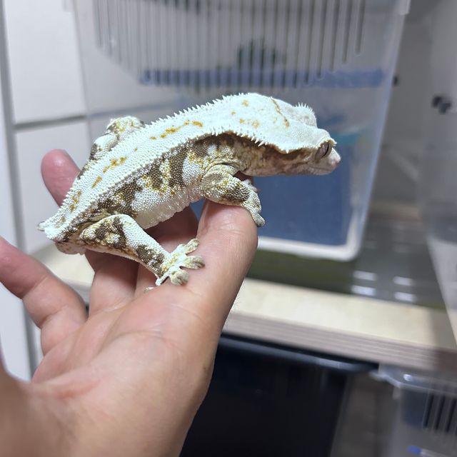 트라이 릴리화이트