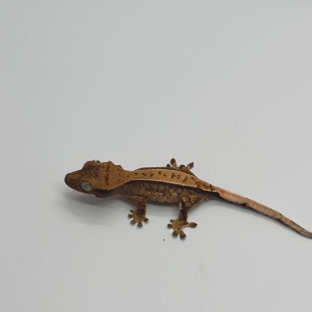 트라이