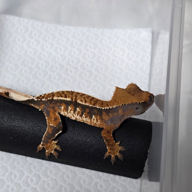 트라이 익스트림할리퀸 텐저린