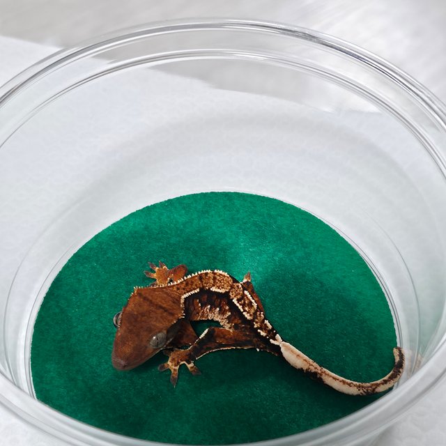 텐저린 트라이 익스트림할리퀸