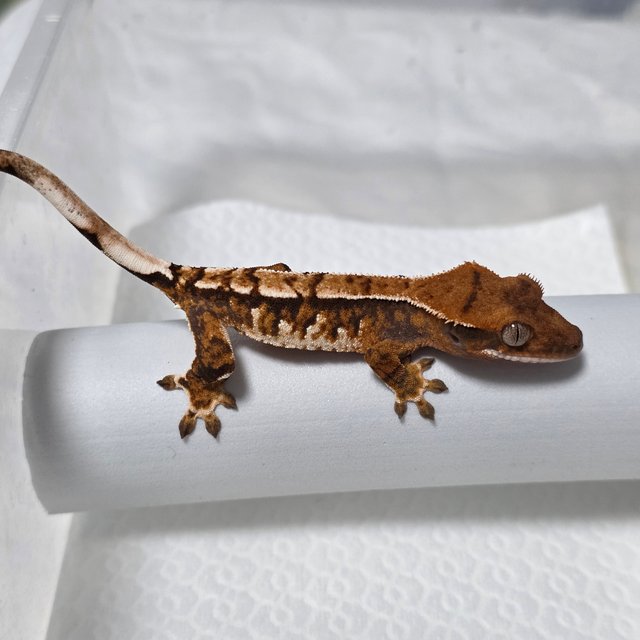 텐저린 트라이 익스트림할리퀸