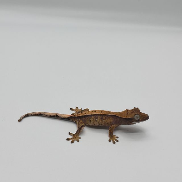 트라이