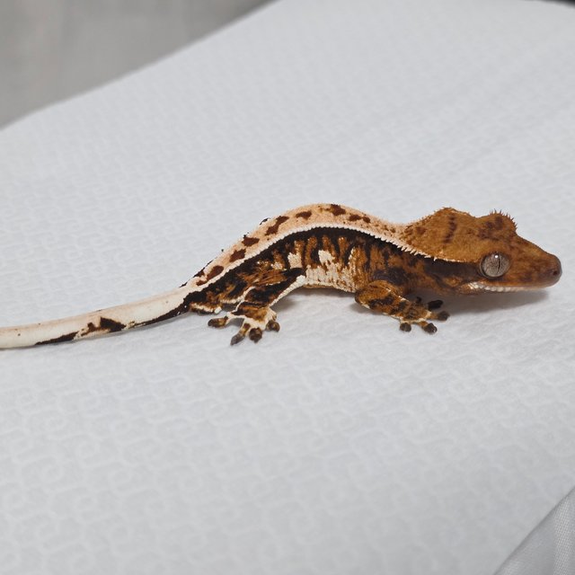 텐저린 트라이 익스트림할리퀸